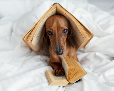 情感高清晰度照片可爱狗和书床上的高质量照片英美丽的男生图片