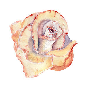 用过的桃色玫瑰开芽水彩插图剪贴画隔离在白色背景上可用于请柬明信片等桃色玫瑰隔离在白色背景上可用于请柬明信片等庆典橙背景图片