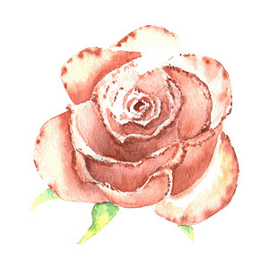 桃色玫瑰开芽水彩插图剪贴画隔离在白色背景上可用于请柬明信片等桃色玫瑰隔离在白色背景上可用于请柬明信片等一种问候颜色图片