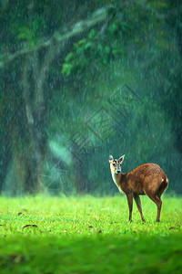 在泰国高亚井家公园教科文组织世界遗产地的青草原上行走的一只小鹿淋浴复杂的野生动物图片