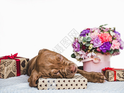 可爱迷人的小狗喜悦盒子绑着带丝和明亮的花束紧贴孤立的背景摄影工作室照片白色的护理概念教育服从训练饲养动物甜小狗节日盒和光束花瓶礼图片