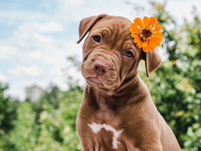 漂亮的伤心美丽巧克力色小狗头顶上有一朵明亮的鲜花在蓝天背景下阳光晴朗的天空中紧贴户外护理概念教育服从训练养宠物Lovable可爱图片