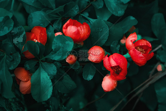 丰富多彩的日本红花昆斯紧贴在深绿色湿润叶上面有清晨露水美丽的花朵背景有复制空间柔软焦点模糊过滤器新鲜滴图片