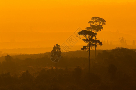 叶子户外橙色太阳的浅光背景下风山林木环影星图片