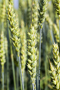 早晨草地农场田上不成熟谷物的天然绿色粒子谷物不成熟的自然粮食作宽的图片