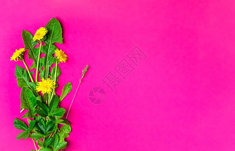 在室内绿色颜粉红背景的丹德尔春季野花带复制空间的布局装饰新鲜沙律树苗健康蔬菜食品脱毒丹德林粉红背景的春花带有复制空间的布局装饰图片