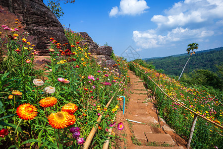 树颜色旅行花朵在绿草地的花园中在泰国Phitsanulok的Phuhinrongkla公园Nakhon泰区图片