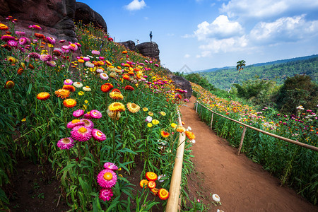 花朵在绿色草地的花园中在泰国Phitsanulok的Phuhinrongkla公园Nakhon泰区普欣隆卡拉夏天开花图片