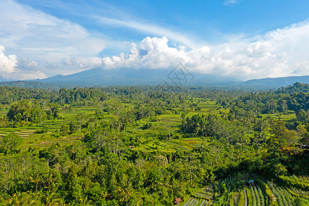 由印度尼西亚巴厘岛背景的阿贡山旁人AgungMountinBalbali稻田出发成熟收文化图片