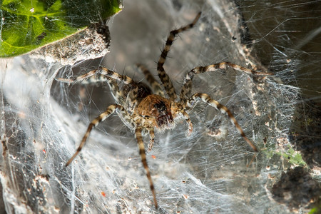 纤维上hippasaholmerae是lycosidae家族中35种公认的物阿拉克尼背景