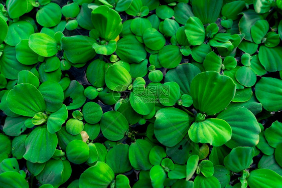 花园侵入漂浮在水表面的生素顶端绿色叶子即水生植物Pistiastratiotes或水生物即植装饰图片