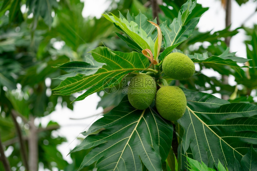 季节果树上的面包红薯条和花园绿叶热带树上有厚叶子热带树有深切的鲜花种植物提供化学品用于昆虫驱剂为了主食图片