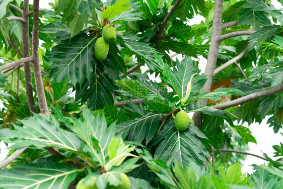 阿尔蒂利斯水果树上的面包红薯条和花园绿叶热带树上有厚叶子热带树有深切的鲜花种植物提供化学品用于昆虫驱剂园艺图片