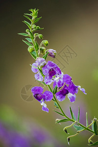 安吉洛尼亚小乌龟花朵是一美丽的花紫色和白都有开花园图片