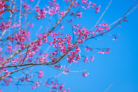 旅行美丽泰国PhetchaboonPhuLomLo的樱桃花Prunuscerasoides或野生喜马拉雅樱桃巨虎花蓝色的图片