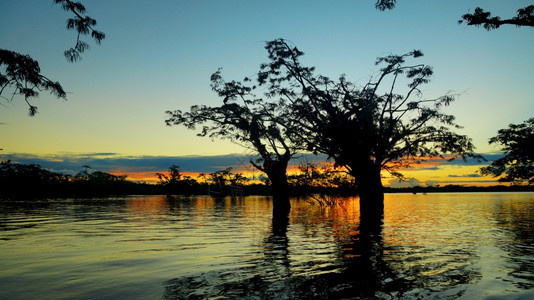 岛在厄瓜多尔亚马逊Cuyabeno环礁湖内被淹没的森林中黄红和蓝天日落夏反思图片