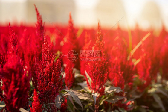 爱农场美丽多彩的红色或粉鸡尾酒色花卉种植场在泰王国自然背景的花园中开场地图片