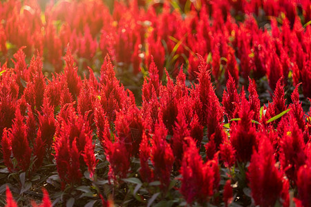 农村植物群绽放美丽多彩的红色或粉鸡尾酒色花卉种植场在泰王国自然背景的花园中开图片