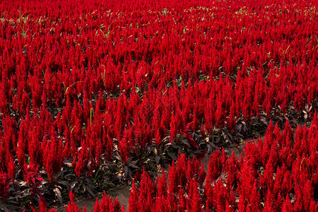 丰富多彩的盛开公园美丽多彩的红色或粉鸡尾酒色花卉种植场在泰王国自然背景的花园中开图片
