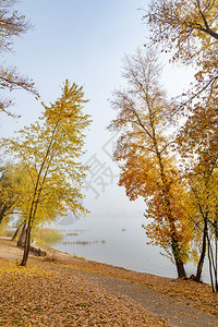 秋天在乌克兰基辅Obolon区Dniper河岸的Maple和poplar质地石头复制图片