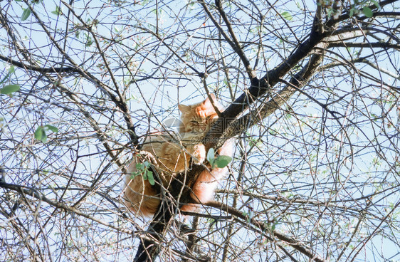 天气帮助寒冷的春天晴朗日飞毛小红猫爬上樱桃树在太阳下烘烤从高树上救一只宠物橙图片