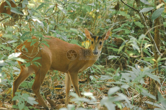 男荒野一只小鹿通常宁可独自生活在草地和森林中在一个小鹿通常更喜欢独居的草地和森林里毛皮图片