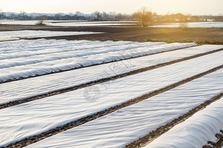 创造白色的农场马铃薯种植园田地覆盖了松本邦特普朗莱德无编织的农业结构早土豆照顾和保护年轻植物免受夜间霜冻产生温室效应农业纤维图片