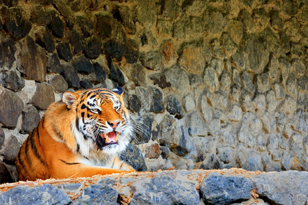 一个美丽的野虎肖像长着咆哮的笑脸在一块模糊的石头墙背景下仿佛空间