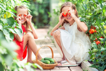 可爱的小女孩在温室里收割拿大西红柿的孩子肖像手握着大番茄有趣的孩子肖像新鲜乐趣根图片