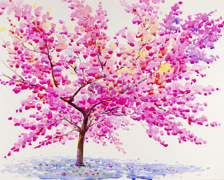 喜马拉雅大樱花和白色背景的红粉原水颜自然花中美丽的艺术插图绽放季节画图片