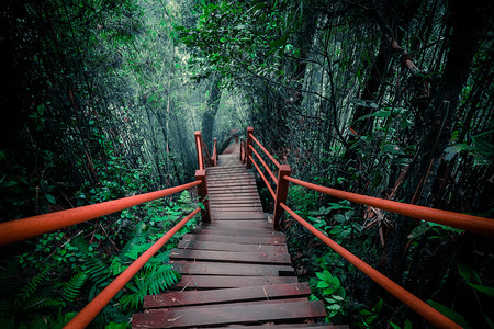 戏剧木制的神秘雾林景观木桥横穿茂密的叶子奇异树木的超真实美景热带丛林灌木的厚幻想自然和童话故事背景公园图片