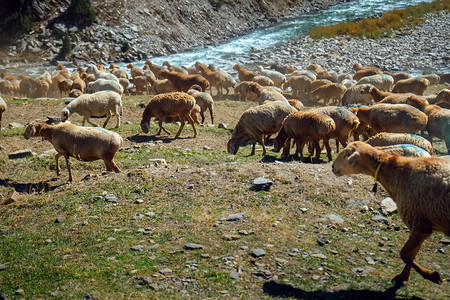 草生态巴基斯坦KhyberPakhtunkhwaKhyberPakhtunkhwa流动的Naran河和山附近的荒野地区当牧羊群蓝图片