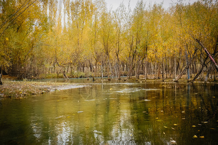 斯卡都巴基坦SkarduGilgitBaltistan秋天风景观在黄树林中轻流过黄叶林反射到水中金的树木图片