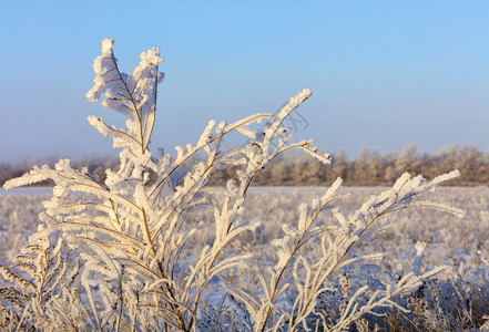 冰霜中灌木的树枝仿佛被施了魔法在雪覆盖的田地平线和蓝天空的背景下照亮阳光寒冷中灌木的树枝是用明媚温柔的阳光照亮蓝天一种色的雾凇图片