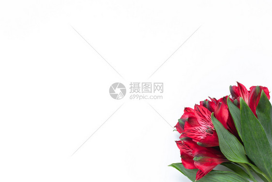颜色博客白背景的红花紫鲜包白底面上加红花的紫色长平铺横向口罩复制贺卡社交媒体送花母亲日妇女的空间作品图片