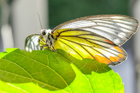 白色的橙圆盖CeporaiudithMalayaFruhstorfer双翅膀在腿上鳞目野生动物图片