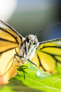 颜色脆弱生物橙圆盖CeporaiudithMalayaFruhstorfer双翅膀在腿上图片