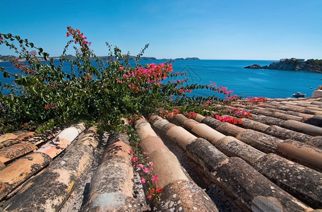 岛屿在西班牙马洛卡Mallorca一个阳光明媚的夏季日上红橙子布加维亚和海洋风景自然瓷砖图片