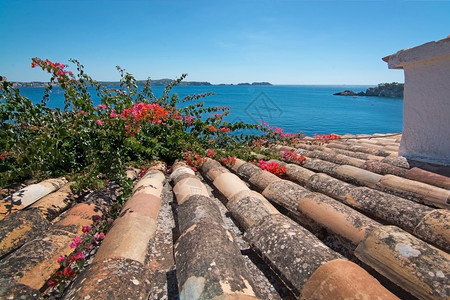 一种娱乐在西班牙马洛卡Mallorca一个阳光明媚的夏季日上红橙子布加维亚和海洋风景图片