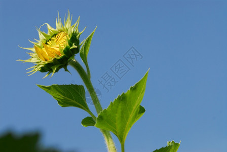 晴天有机的泰国花园中大向日葵植物图片