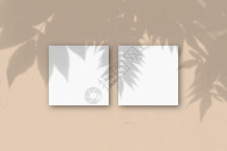 有质感的桃墙背景上2张方形白色纹理纸带有植物阴影的样机覆盖自然光从异国植物投下阴影平躺顶视图水平方向桃墙背景上的张白色纹理纸样机图片