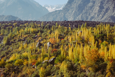 橙北方卡拉科姆山脉上富多彩的森林树木分布于巴基斯坦北部农村秋天在吉尔特俾提斯坦的Skardu和Hunza山谷之间旅行图片