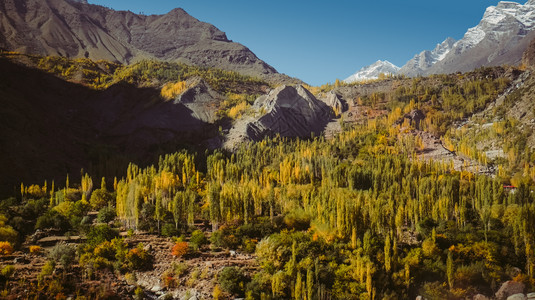 环境红色的旅游卡拉科姆山脉上富多彩的森林树木分布于巴基斯坦北部农村秋天在吉尔特俾提斯坦的Skardu和Hunza山谷之间图片