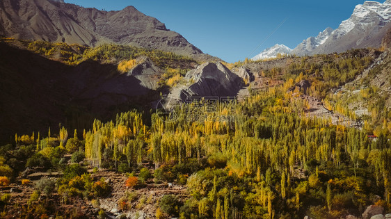 环境红色的旅游卡拉科姆山脉上富多彩的森林树木分布于巴基斯坦北部农村秋天在吉尔特俾提斯坦的Skardu和Hunza山谷之间图片