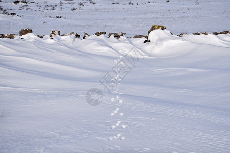 打印瑞典世界遗产地StoraAlvaret在雪上由古老的干石墙所形成动物足迹冬天库尔曼图片