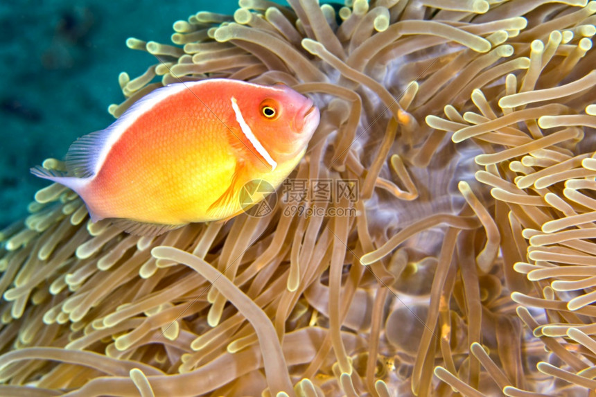 环境华丽的鱼PinkAnemonefishAmphiprionperideraionMagnificentSeaanemoneR图片