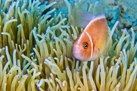 小丑鱼蓝碧相机PinkAnemonefishAmphiprionperideraionMagnificentSeaanemone图片