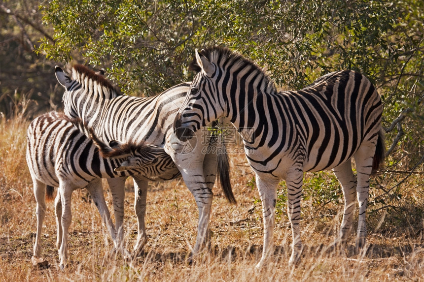 马科野生动物草食斑马是非洲东部南和西的Equidae家庭土产于东部南和西的奇耕它们有白色和黑条纹以独特不同的方式出现并具有勃起像图片