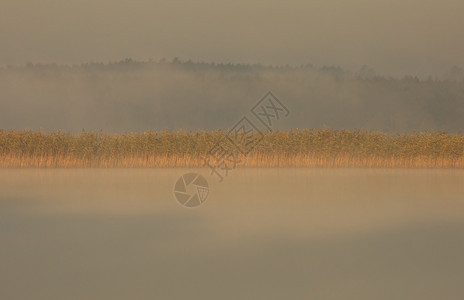 树木丰富多彩的8月清晨湖上雾的波兰里图乔尔斯基公园太阳升起时的光线被过度季节图片
