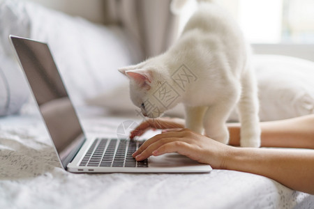 在家从事新的正常工作由可爱的白人猫英国短发毛小猫看笔记本在线工作或学习与自由工作商业与家庭工作概念个人电脑网络在线的图片